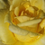 Rumena - Park - grm vrtnice - Apache